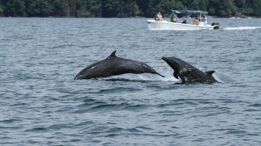 study dolphins off costa rica